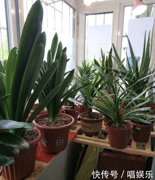 1盆君子兰，春天一处理“变10盆”，家里阳台摆满了