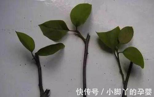 三角梅|三角梅播种繁殖太麻烦，不如拿点枝条来扦插，学会这6点成活率高