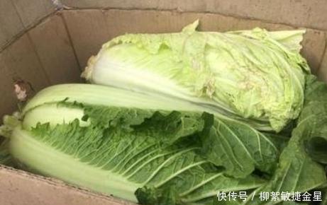 保存白菜的方法|白菜好吃容易坏,教你3个方法,白菜久放不烂不发黑,新鲜好吃