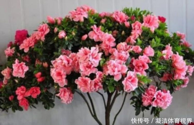 4种花卉是开花小能手,好养易活,开花不断,美爆整个阳台