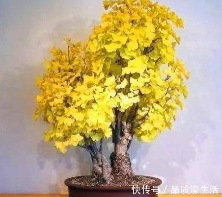 客厅|爱在客厅养树,就养“木质化强的树”,形成“老桩”后能卖好几万!