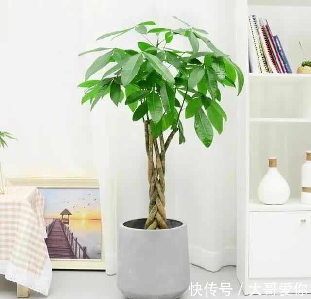 夏天养发财树,记住四个“不”,叶子绿油油的,越养越招财