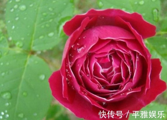 喜欢菊花,不如养盆“月季珍品”紫袍玉带,似美人飞舞,美丽妖娆