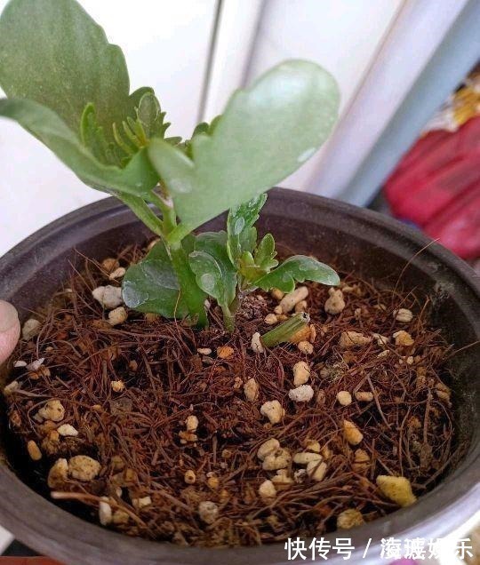 盆栽|这5种花叶子落地便生根,趁现在抓紧繁殖,一个月长成小盆栽