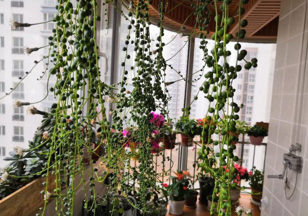 多肉盆栽：懒人必养的几种多肉，1盆轻松变10盆，越养越上瘾