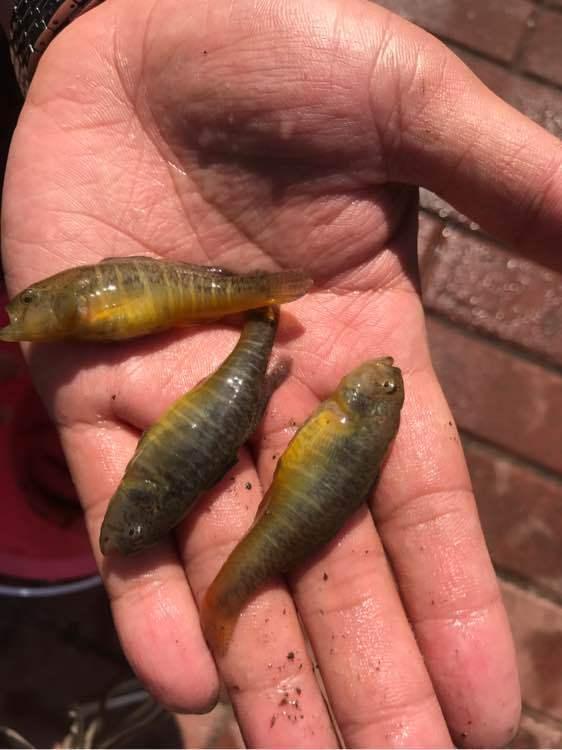 钓到鱼不认识钓友常问的几十种鱼盘点,老钓友都不超过5种