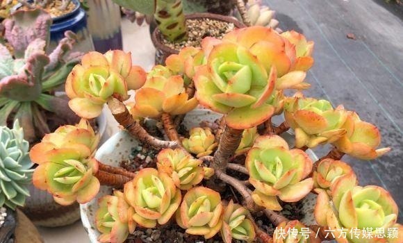 关于多肉度夏,只要我们做好2点,温度再高也不怕,度夏很容易