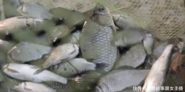 需加|秋季钓黑坑用啥鱼饵好不用多想,只需加一些它就能“出坑”了