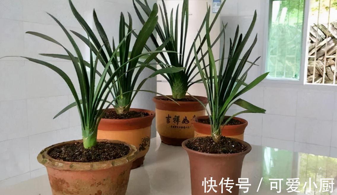 君子兰爱烂根,学会4点,快速生根,叶片翠绿挺拔