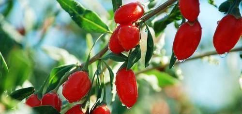 五味子|血栓的“头号敌人”找到了,隔三差五吃点,血管或能畅通无阻