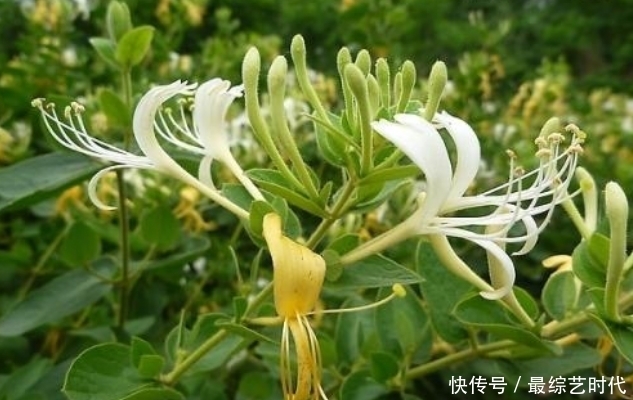 此物|咳嗽久咳不愈?睡前用此物泡水,坚持一周,咳嗽不咳,嗓子不疼了