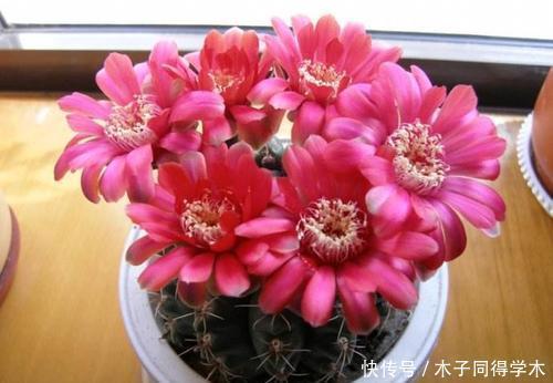 养护|3种多肉植物，6月养一盆正当时，耐热耐晒开花美，喜欢别犹豫