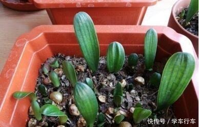 花卉|养花就浇“1种水”,盆土不板结,叶绿花还多,比施肥强得多!