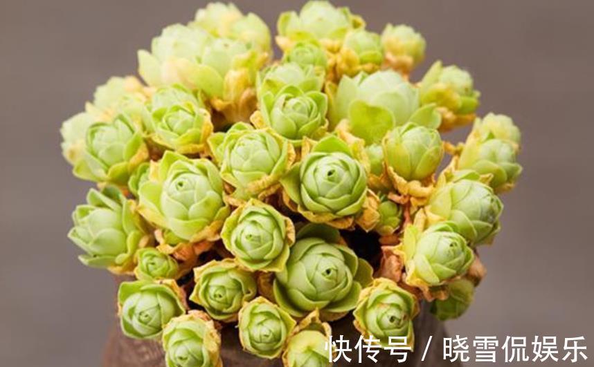 玉蝶|公认难养的8种多肉,爱生病长不好,新手别轻易尝试,白费了