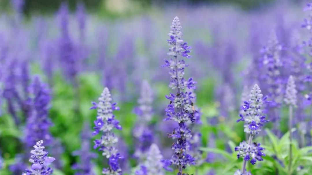 生活|总有一句诗词,道尽生活的美