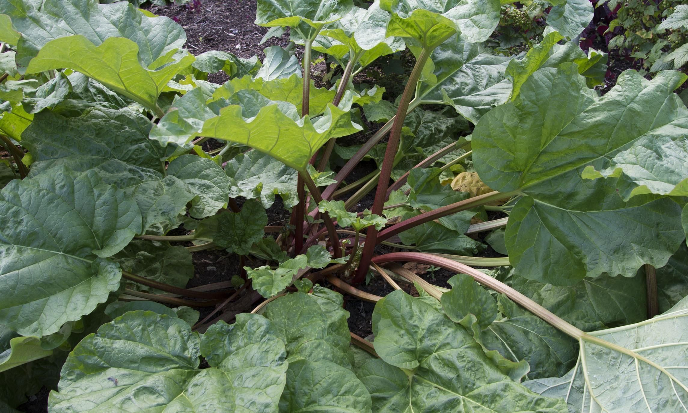 药用价值|一味被人严重低估其价值的良药,服之可促代谢、运脾胃、除湿气