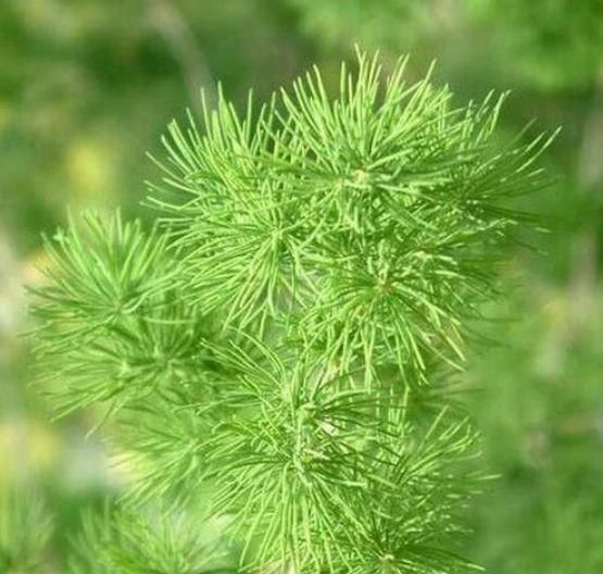 不少人喜欢栽植文竹盆栽 武竹您可知道 快资讯