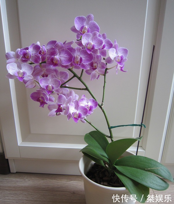 此木本花卉,漂亮似牡丹花,月月开花,种植简单,阳台盆栽也可以