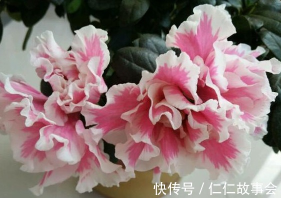 都说杜鹃花难养,4个养护妙招,不掉一片叶,花开满枝又旺盛