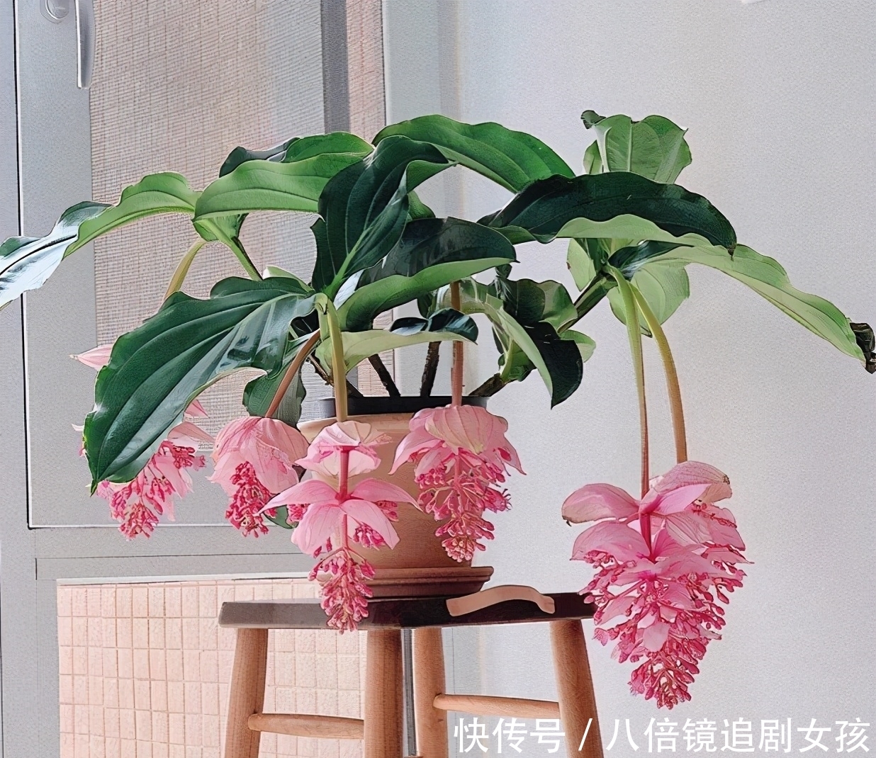 客厅养盆“贵妇花”，珠光宝气，雍容华丽，朋友来串门，倍有面