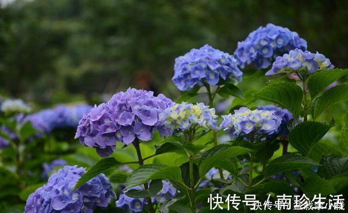 冬天|6种耐阴开花两不误的花,冬天养护也简单,开花很亮眼