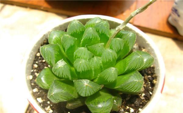 养花试试这款，选择的阴凉处一定要通风得当