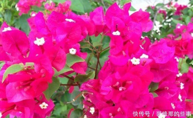 正月二十八 无论再穷都要养上4种招财花 财运亨通 旺运一整年 粉紫色 正月二十八 无论再穷都要养上4种招财花 财运亨通 旺运一整年 粉紫色