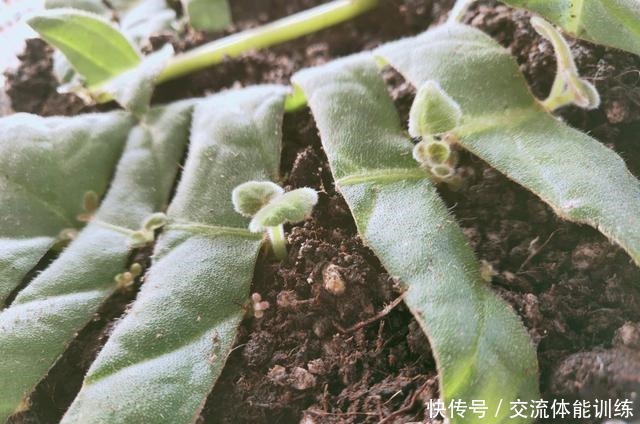 1种花每年开180天,叶子“剁碎”撒盆里,开花比牡丹还大气!