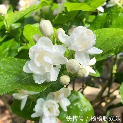 根系|茉莉花落叶“光秃秃”,及时处理,起死回生,恢复枝繁叶茂