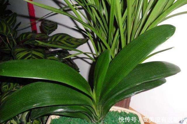 君子兰缺肥有什么症状一年四季怎样给君子兰施肥！