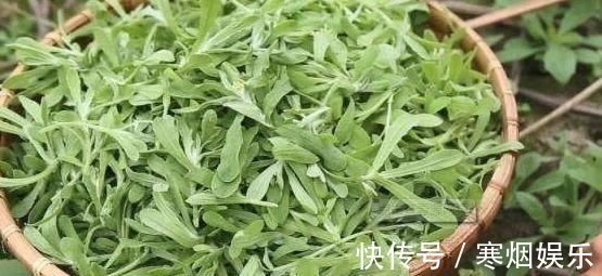 鱼腥草味辛|这3种野菜清肝明目效果好，营养价值高，天然解毒，让身体减负担