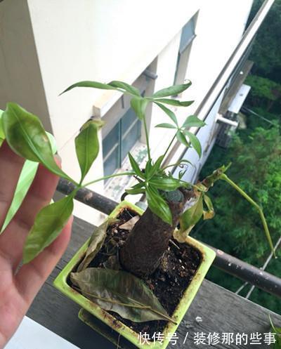 叶尖|避免发财树烂根,叶黄,从预防开始,千万要注意