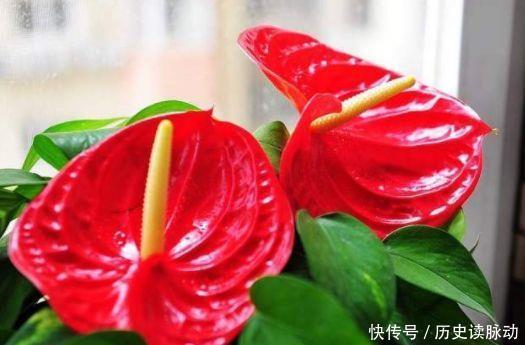 对待新款超友好的，不用操啥心，花开媲美玫瑰，花朵姿态万千