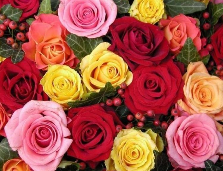 夏天养此款花卉,春风吹开花旺,花色繁多易爆盆,娇艳欲滴