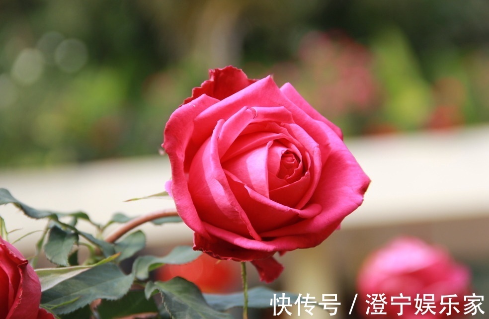 恋爱之花|此花是恋爱之花,花色娇艳欲滴,有一种成熟的美感