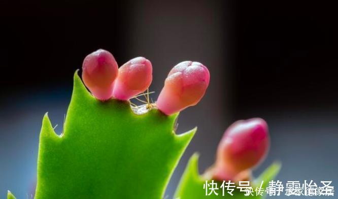 蟹爪兰开花期间，做好3个掐，开花多，复花快