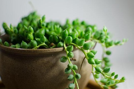 五种一开花爆盆的多肉，漂亮好养懒人必备，漂亮好养惹人爱，呆萌