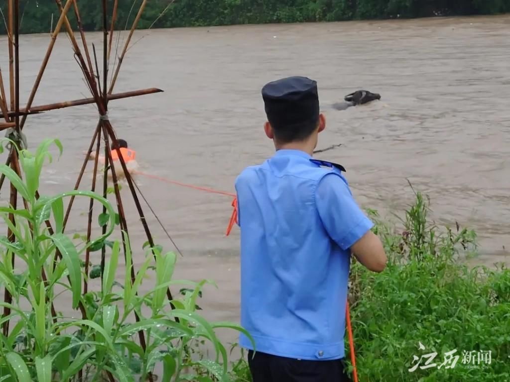 施救|水牛被困洪流　民警紧急施救