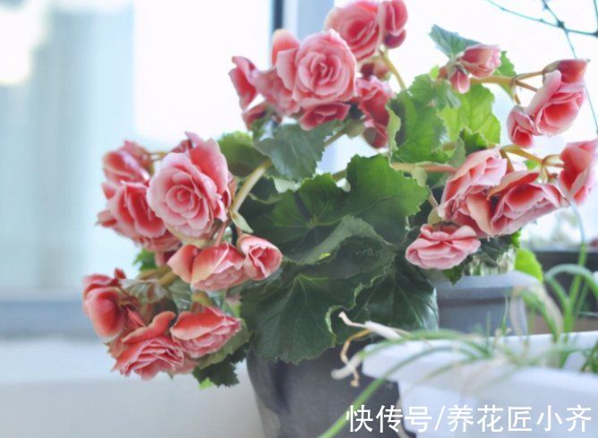 6种“富贵花”,平时没人卖,过年抢着买,摆家里,喜庆吉祥