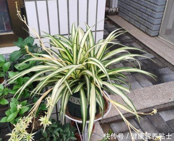 不要再用土养吊兰了,换成水既干净又省心,白根狂长爆满瓶!