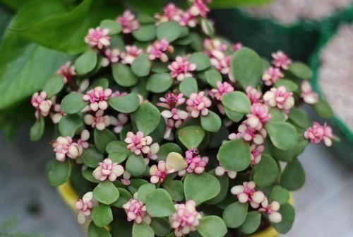 宝贝|这种小东西,可是养花宝贝,盆底垫一些,不黄叶,根壮开花多!