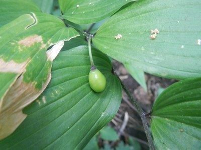 宝铎草生长于林下或灌木丛中花开黄色、绿黄色或白色