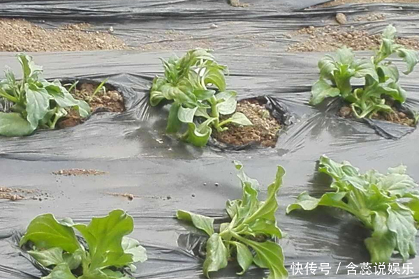 色斑|女人满脸皱纹怎么办坚持吃此“美容菜”,去除皱纹、淡化色斑