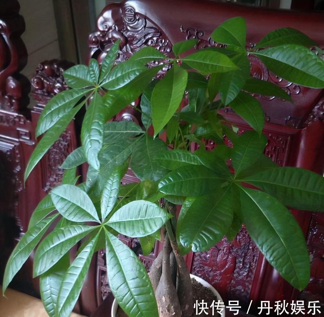 铜钱草|6种“聚财花”,养在家里好兆头,漂亮又大气,还有好运满满