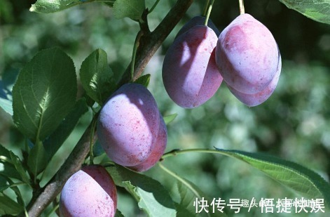 解毒果|女性不想老得快,多食此“解毒果”,强肝脏净血液,排毒素抗衰老