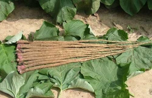 种植|在中国种植却很少有人吃，出口到日本，被誉为是“超级食品”