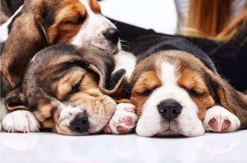  也许|二十六个趣味冷知识：也许书本上没有，但都是真实存在的