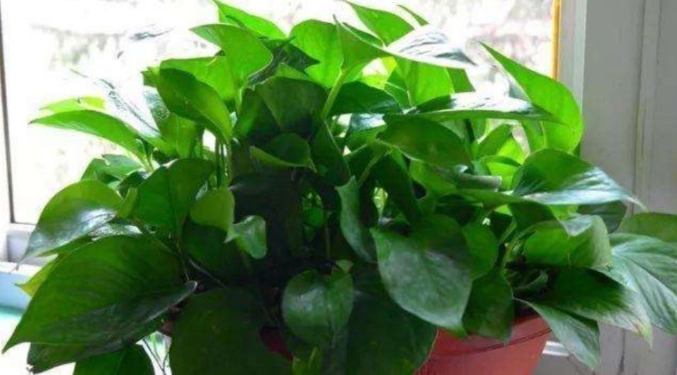 为什么说“一棵绿萝七个鬼”绿萝养在家里到底好不好