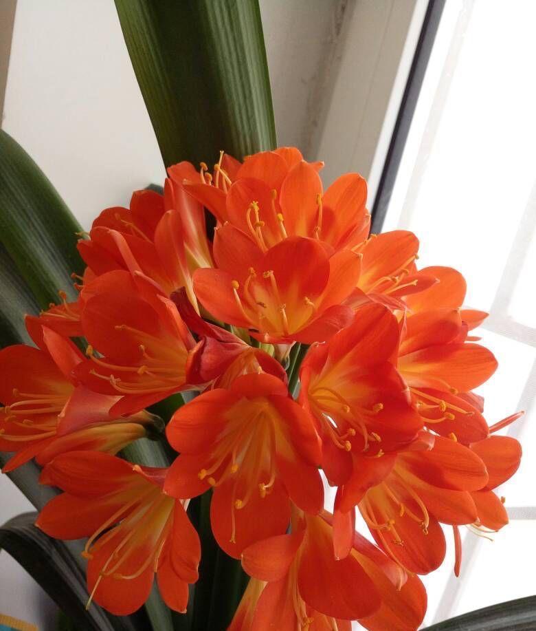 君子兰光长叶不开花该怎么处理?试试2招,开花壮观,一盆变多盆