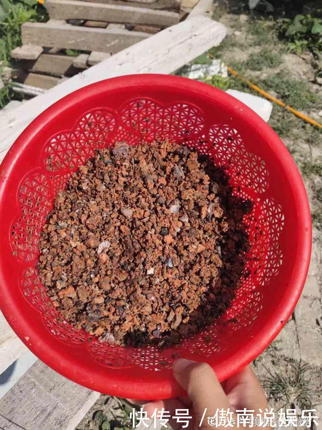 大疙瘩|盆土硬成大疙瘩,浇点松土剂,立马软得像发糕!